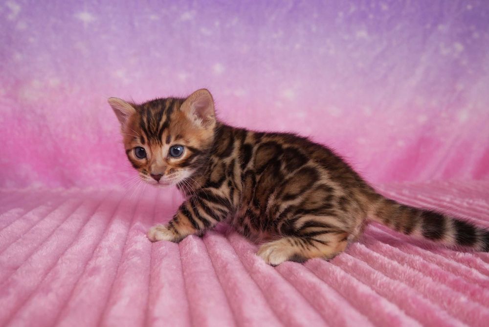 Przepiekna koteczka bengalska