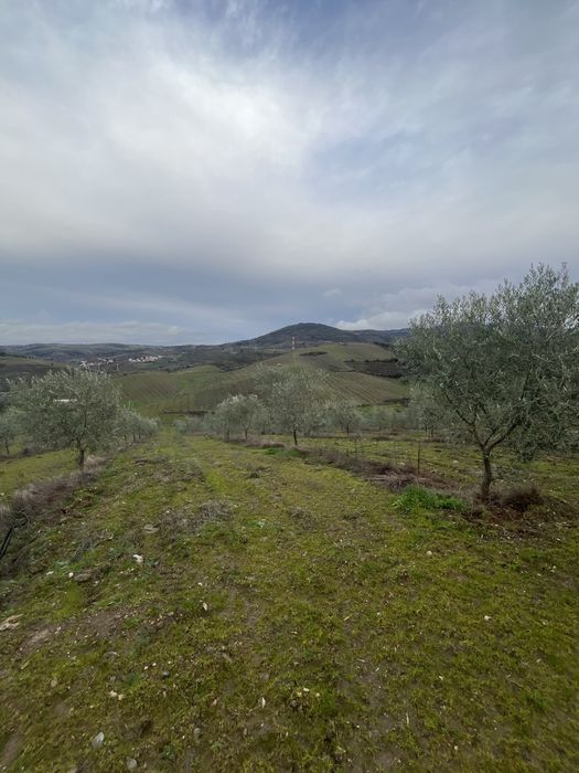 Quinta para venda 25ha