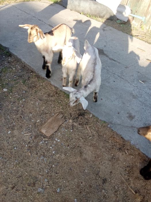 Козочки  маленькі