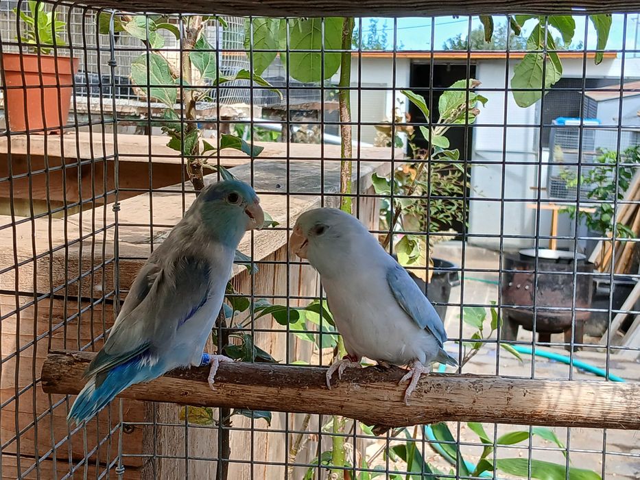 Casal de fopus azul