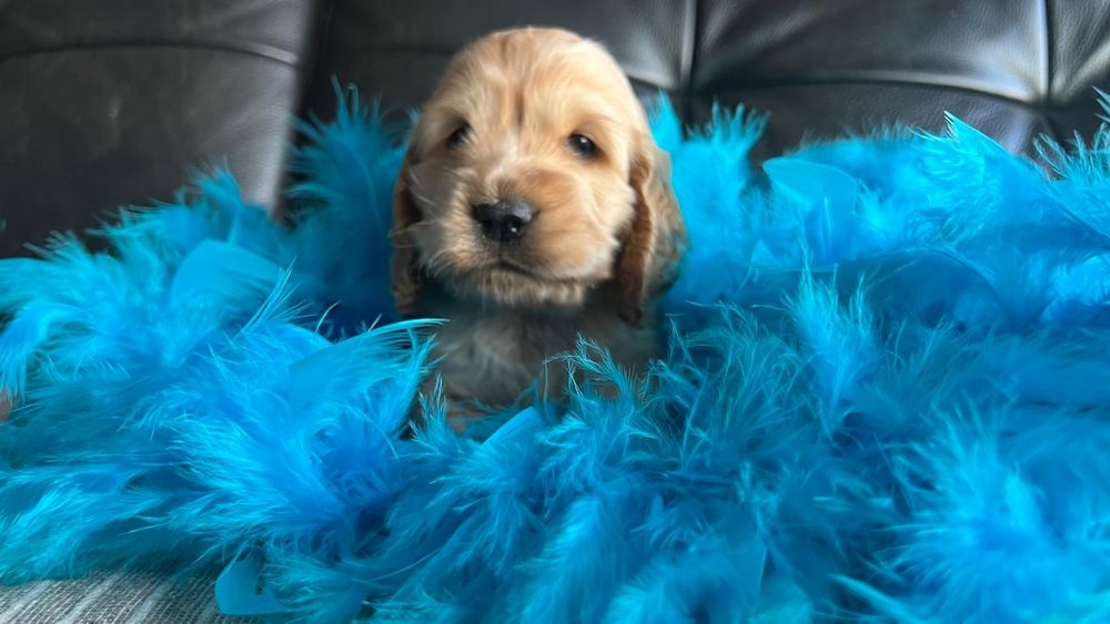 Cocker spaniel inglês