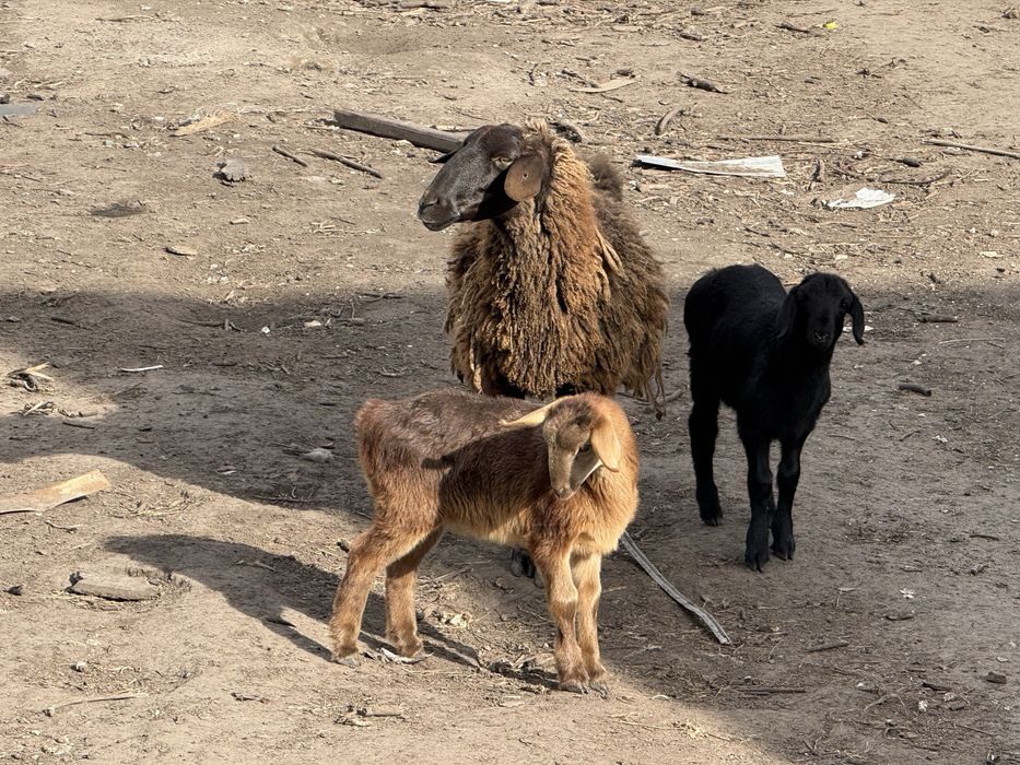 Мериноландшаф ягнята на мʼясо та розплід