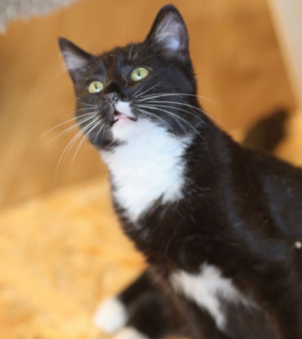 Жан, 1 год, спасли с Херсона, черный котик