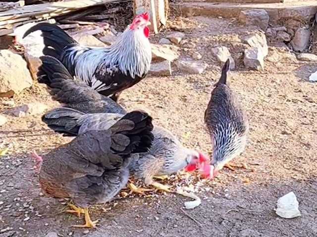 Інкубаційне яйце (курчата). Леггорн: палевий, лаванда, срібло.