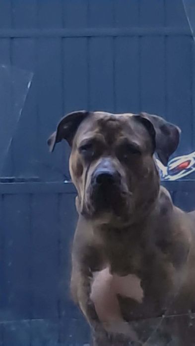 American bully xl