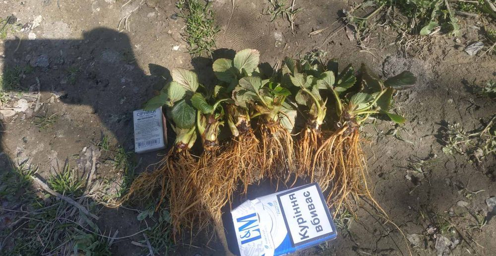 Розсада полуниці