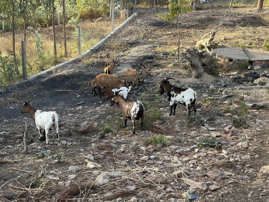 Cabras Anas para ceder