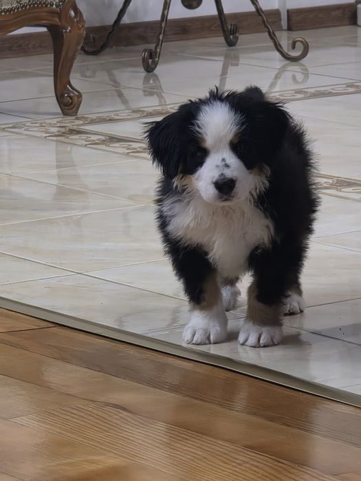 Цуценя Зененхунда