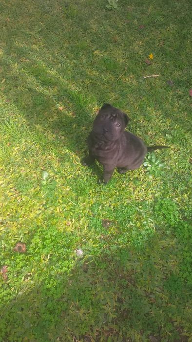 Shar pei fêmea  linda