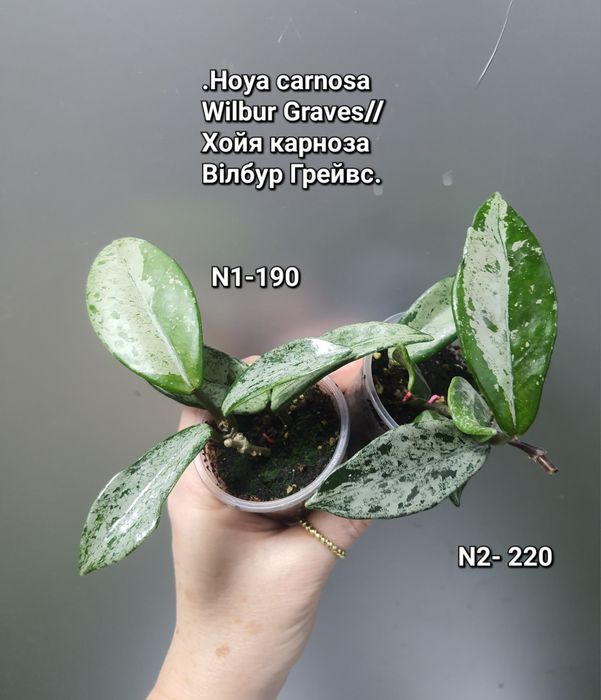 Хойя Вілбур Грейвс/АН-074