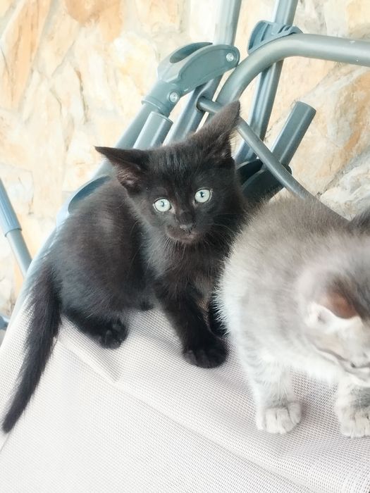 Gatinhos para adoção responsável