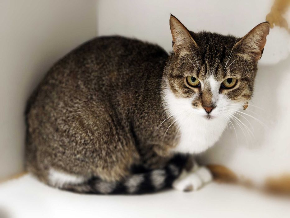 Кішка Ненсі у пошуках дому