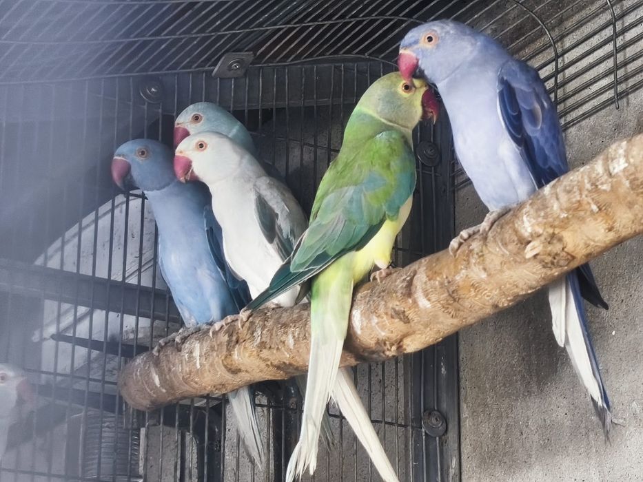 Ring Necks prontos a criar