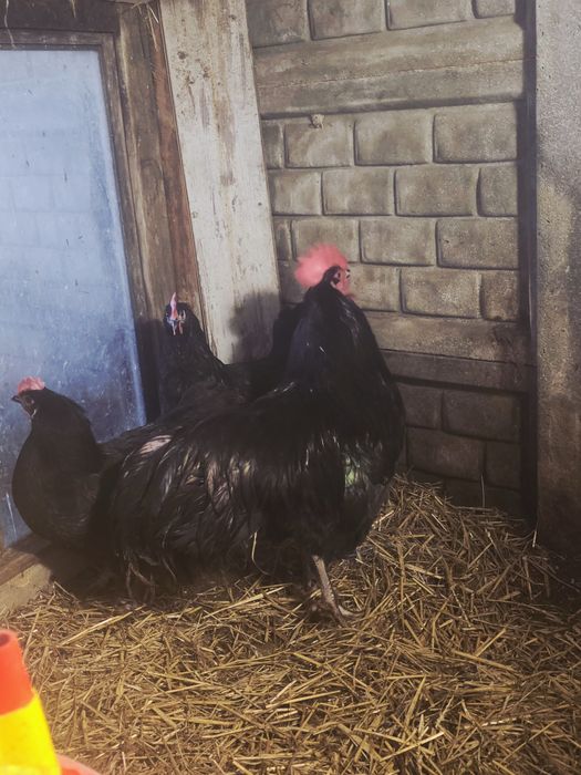 Lęgowe australopów jaja lęgowe kur australopów czarnych