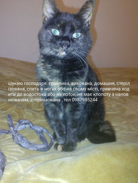 Віддам котика в гарні руки