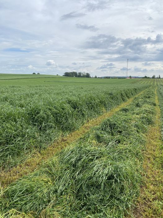 Mieszanki traw kiszonkowych i szlachetnych