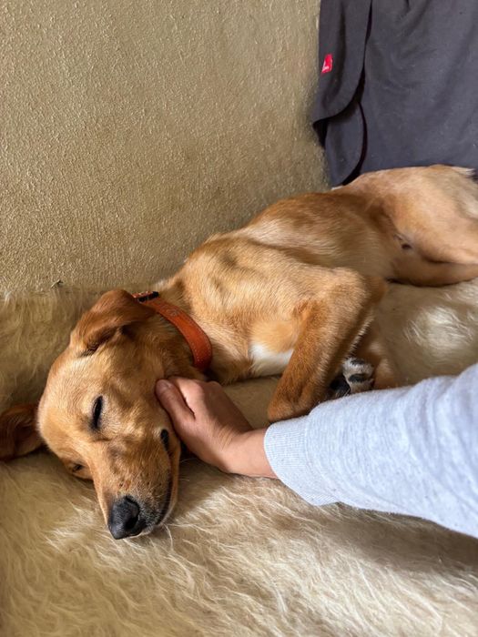 Bebe de 1 ano para adoção