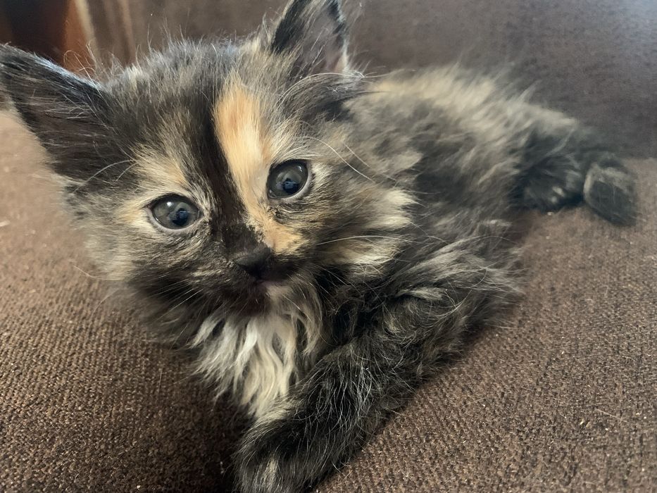 Отдам бесплатно в хорошие руки