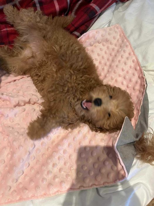 Pudel Miniaturowy Dolna Granica Płowy Red Już do odbioru!!!