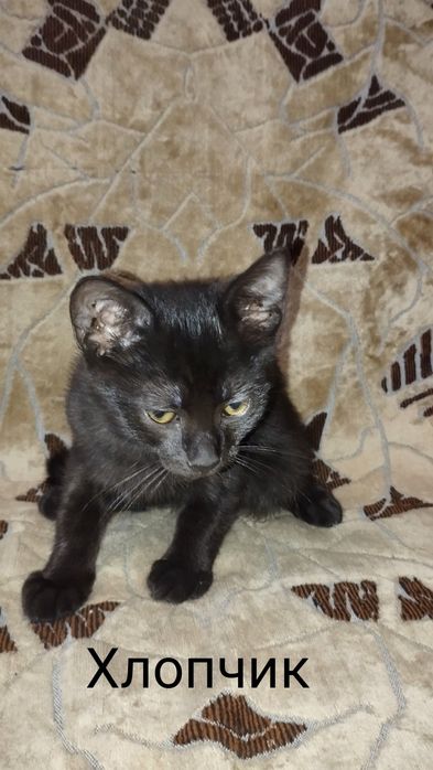 Котики і кішечка шукають нову родину. Кошенята. 2 кота і 1 кішечка.