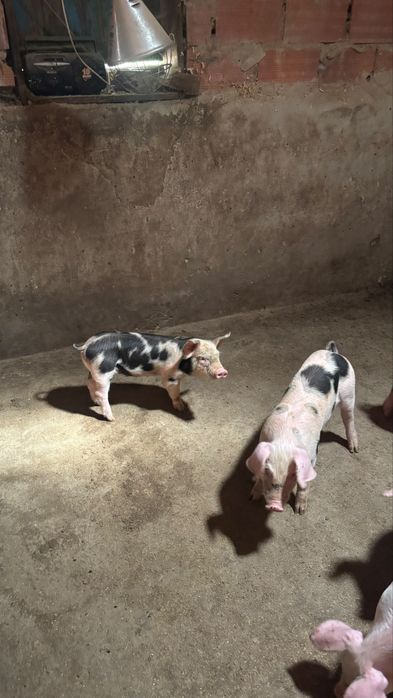 Leitões para criação ou para abate