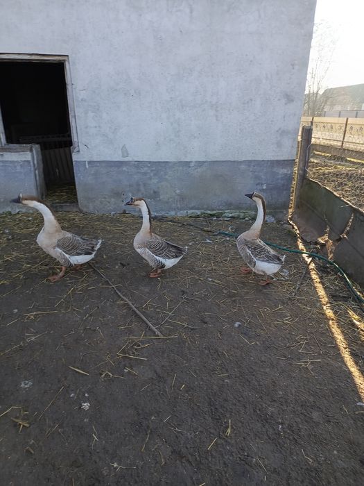 Gęsi kubańskie gąski gąsior