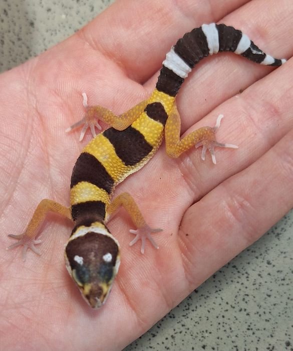 Gekony lamparcie