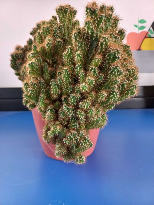 Кактус. Большое растение.