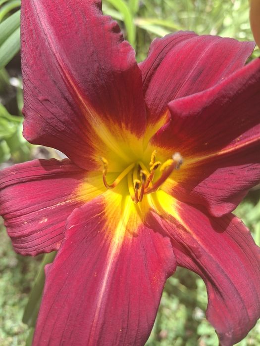 Liliowce sadzonki w doniczce