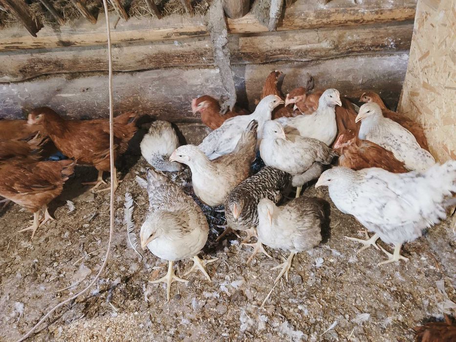 Продам курчата 2 місяці