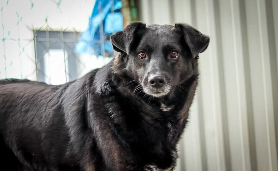 Lękowa suczka szuka domu  / do adopcji