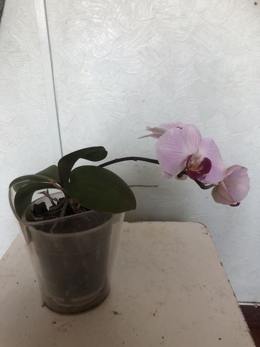 Орхидея phalaenopsis