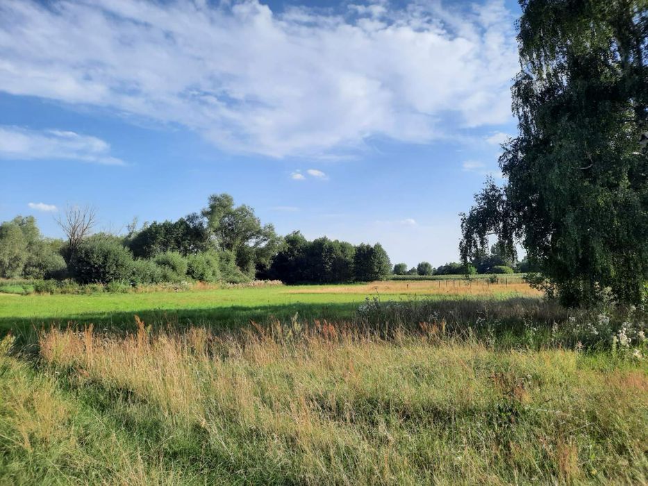 działka budowlana– 1836 m² – Bruliny, gm. Świercze - Widok 2