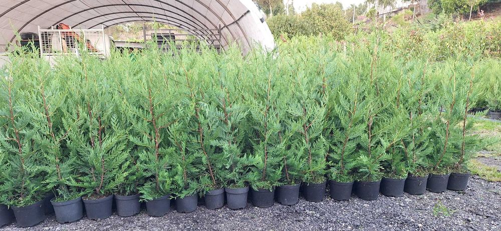 Cupressus Leylandii 150cm