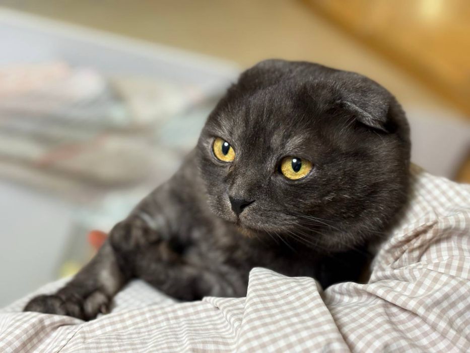 Шоландець в’язка кіт