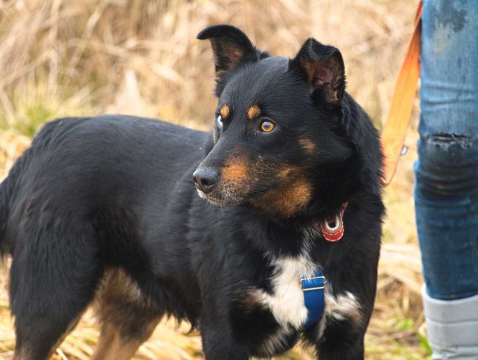 Norway -psiak o niesamowitych oczach, ciekawski i energiczny -adopcja.