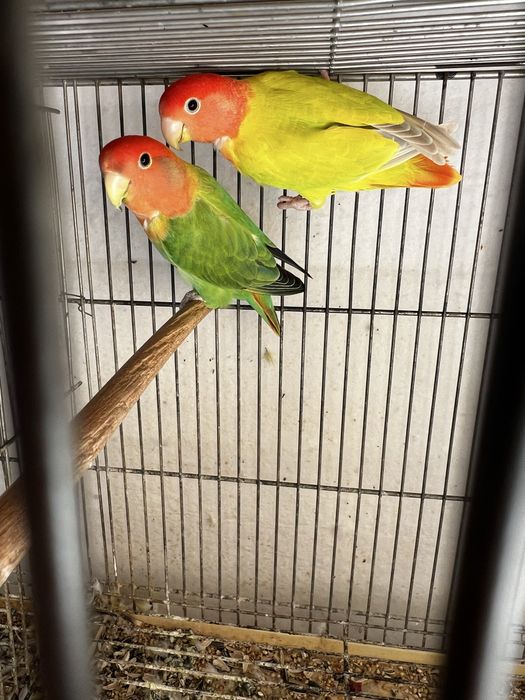 Vendo casais agapornis