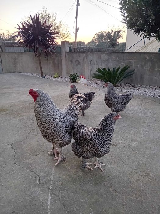 Maline Tete de Dindon