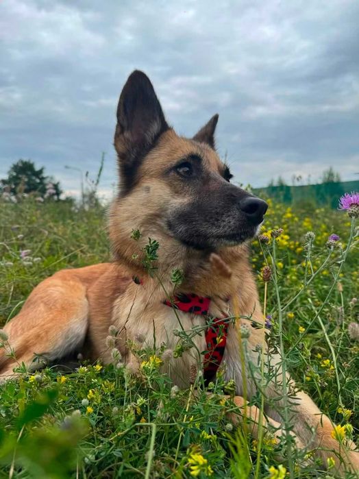 Bryza czeka na domek !!