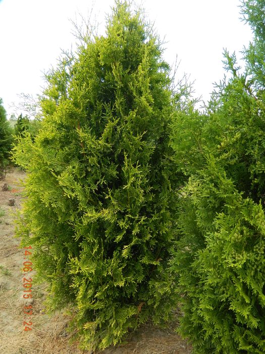 Duże tuje brabant 200 cm szmaragd aureospicata dowóz