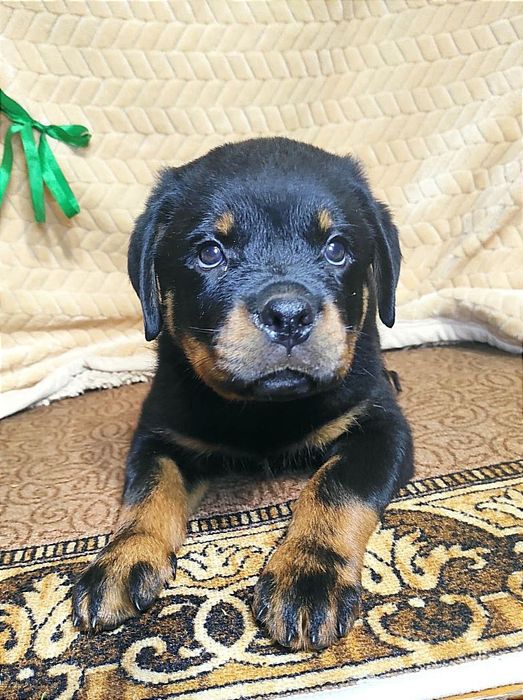 Готові до переїзду