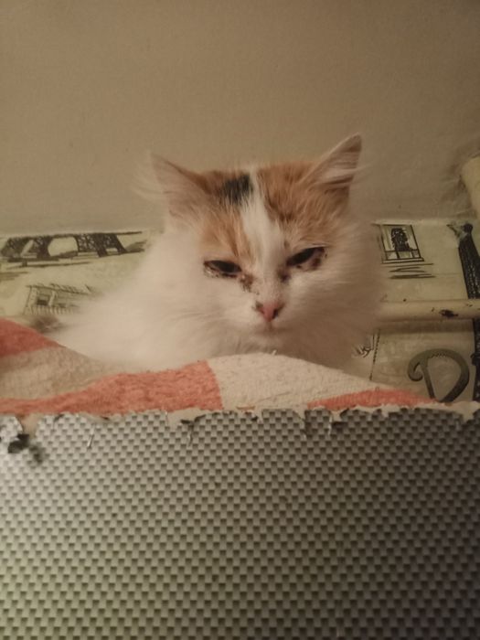 Кицики підкидиши