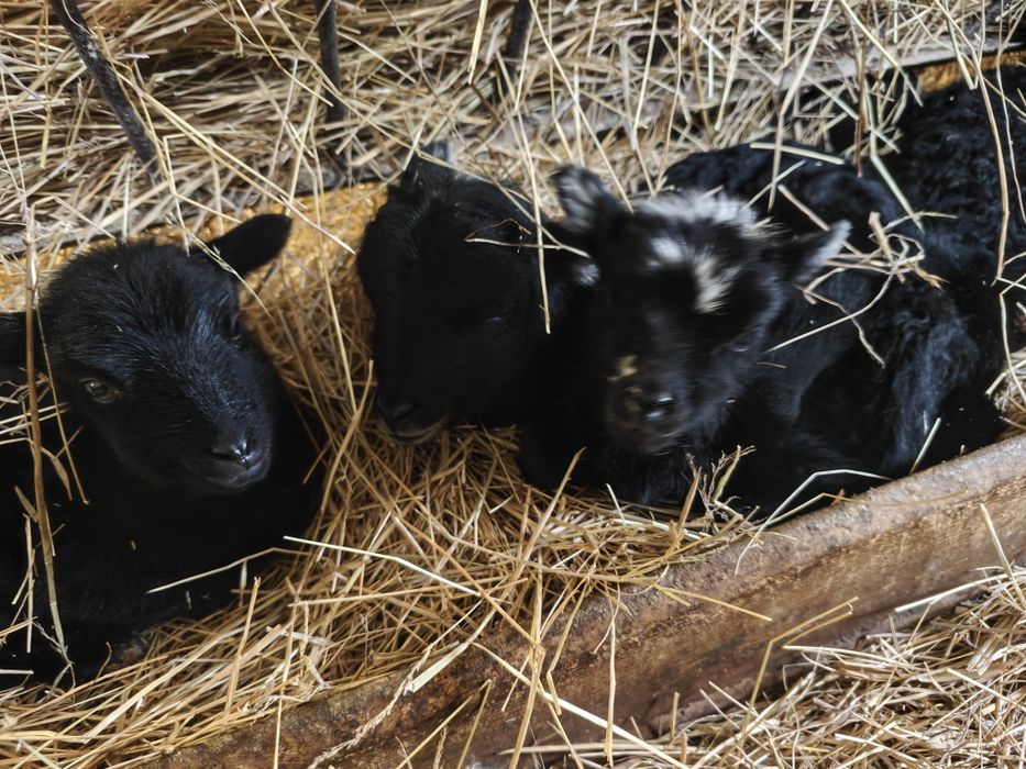 Owce Jagniaki na butelkę wrzosówka