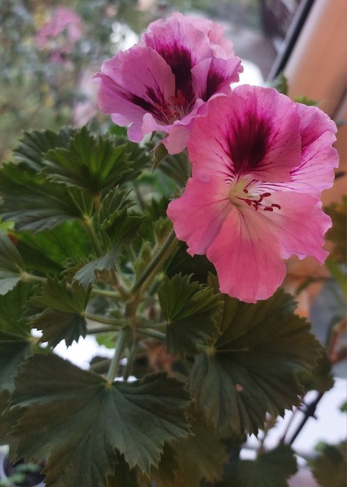 Кімнатні рослини