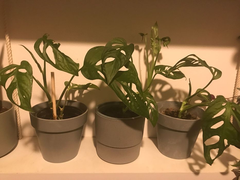 Monstera monkey mask