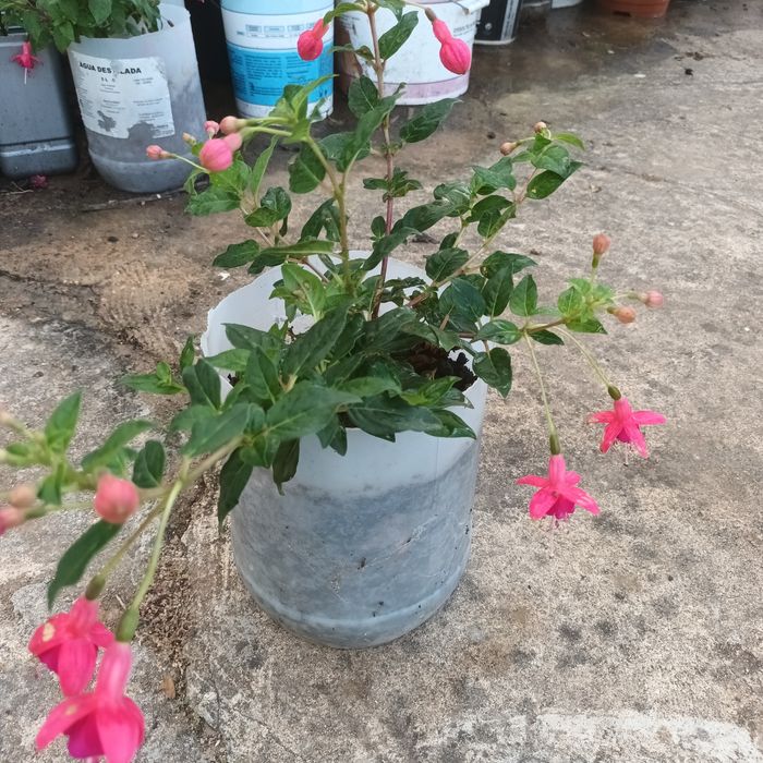 Brincos de princesa excelente qualidade