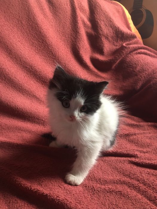 Віддам безкоштовно чарівних кошенят в добрі руки