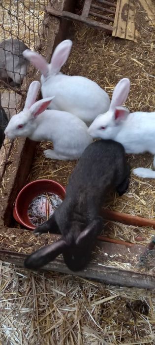 Coelhos caseiro para consumo ou criação
