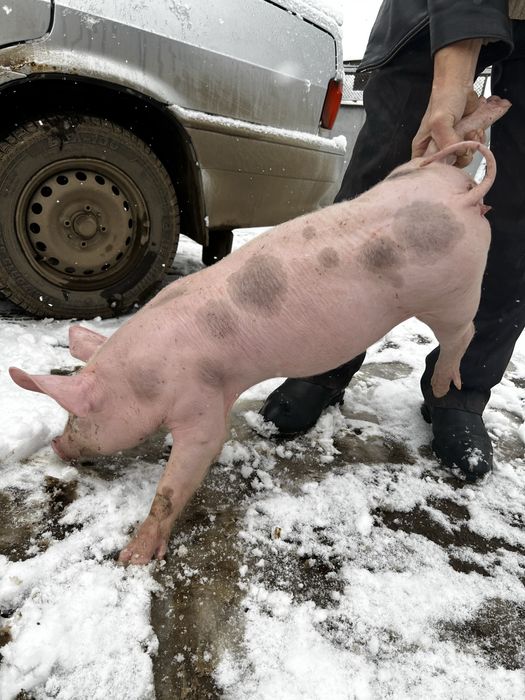 Продам попосята є 10 штук