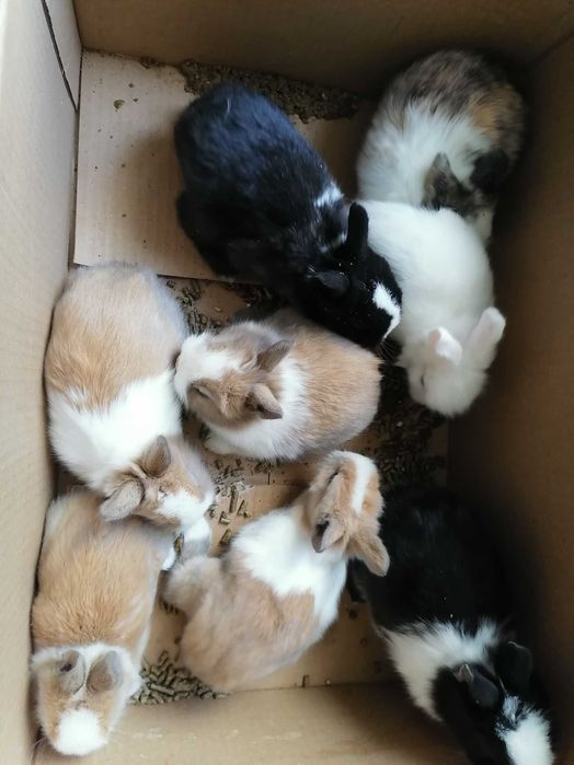 Vendo rossicollis bebés